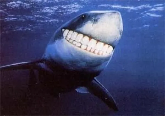 DOCH DER HAIFISCH WEIß VON NICHTS Dreigroschen Party im Palazzo Italia, Samstag 14. Juni 20 Uhr Bild: DOCH DER HAIFISCH WEIß VON NICHTS Dreigroschen Party im Palazzo Italia, Samstag 14. Juni 20 Uhr