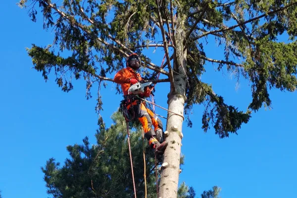 Bild: Baumpflege Kasper im Einsatz beim Baumschnitt nach Stürmen in Berlin