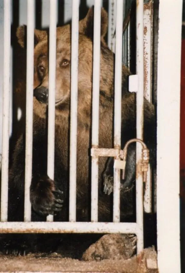 Wildtiere im Zirkus leiden Tag für Tag © PETA