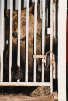 Bild: Kurt Beck hat ein Herz für wilde Tiere // SPD-Ministerpräsident fordert Wildtierverbot in Zirkusbetrieben
