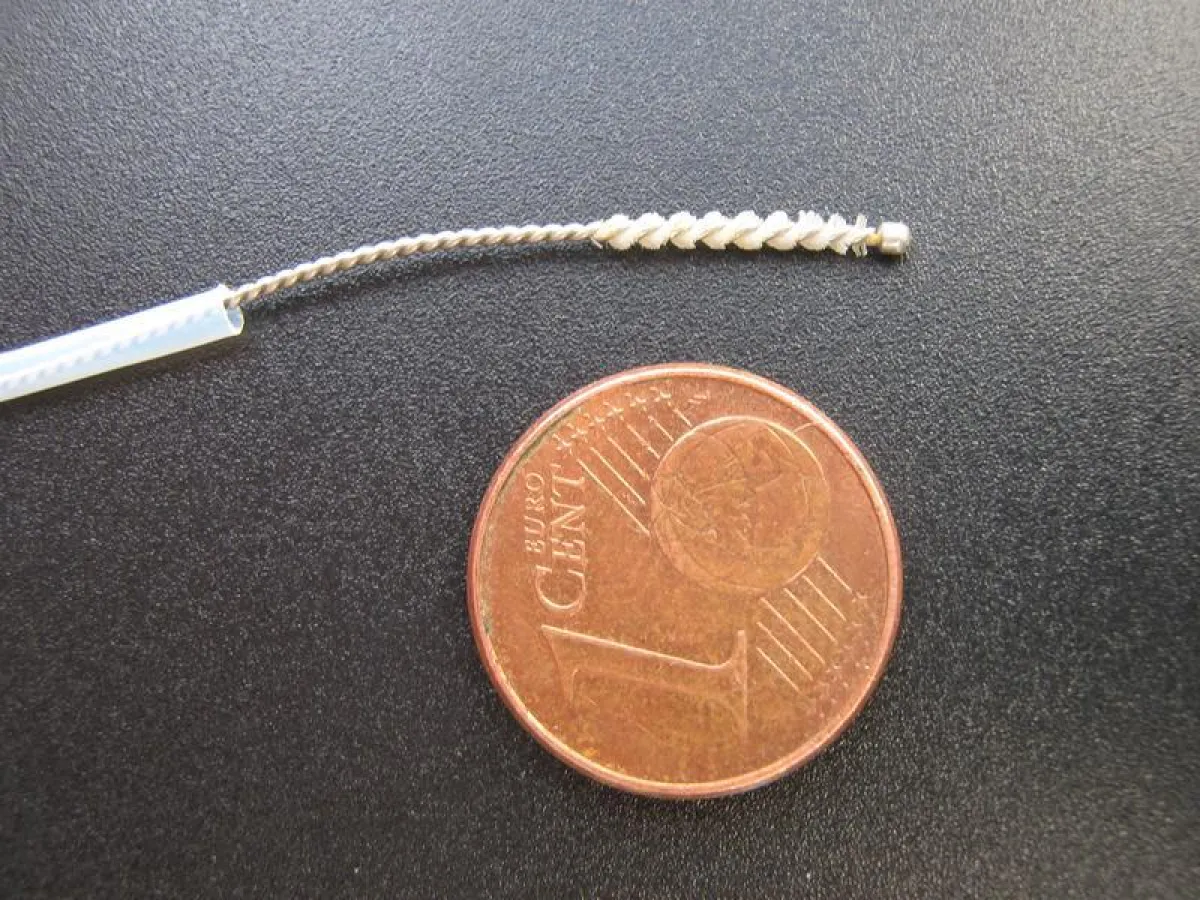 In Relation: Die Zytologiebürste ist nur wenige  Millimeter groß. (Foto: IfADo/Golka)