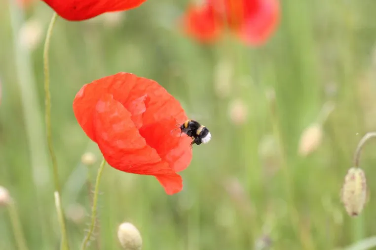 Bild: Lassen Sie es blühen - Mit einer Blühpatenschaft wertvollen Lebensraum für Bienen, Hummeln & Co schaffen