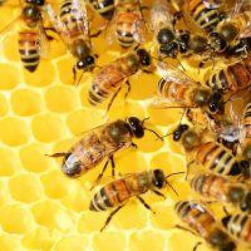 Bild: Manuka Honig - das natürliche Antibiotikum