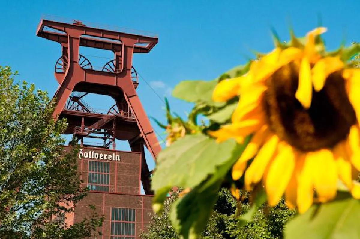 Sonnenblume vor Zeche Zollverein