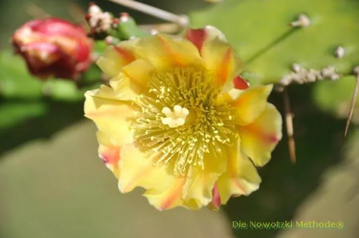 Bild: Persönlichkeits- & Bewusstseinsentwicklung - Der Weg zur inneren Mitte