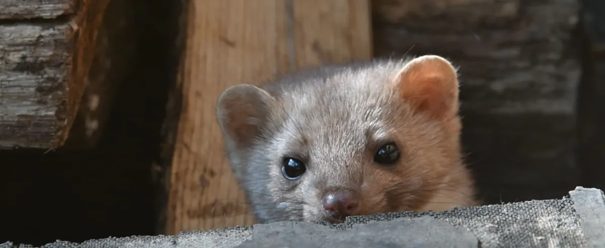 Ein Steinmarder schaut aus einem Dach hervor