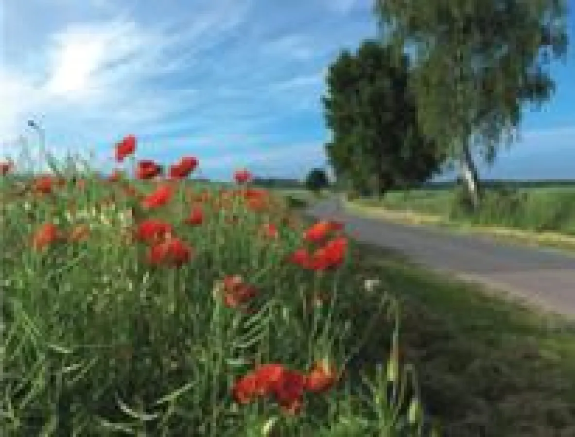 Mohn, 2014 98 x 125 cm Edition 5 + 2 AP  141 x 180 cm Edition 3 + 1 AP