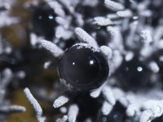 Bild: Unbekanntes Deutschland: Forschende starten Inventur der Biodiversität