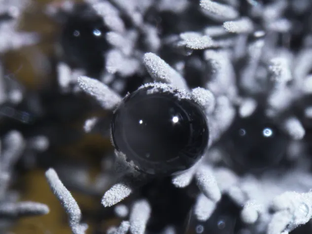 Bild: Unbekanntes Deutschland: Forschende starten Inventur der Biodiversität