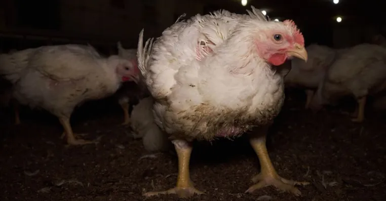 Bild: Wiesenhof-Zulieferer: Staatsanwaltschaft ermittelt nach Tierquälerei - Tiere nach Möckern transportiert