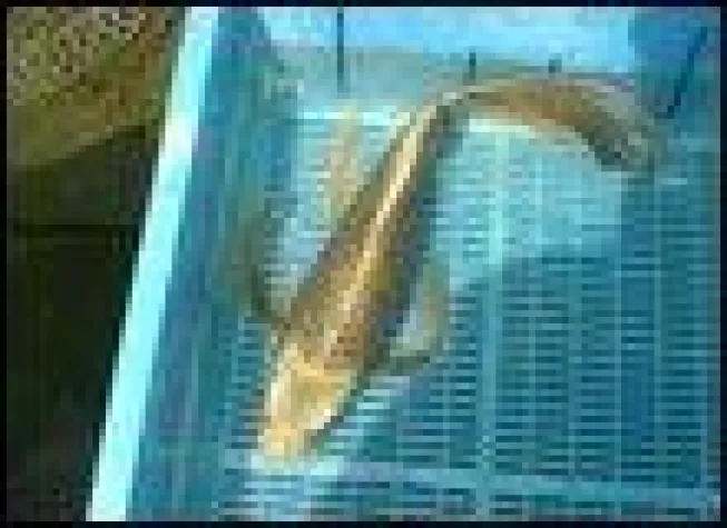 Bild: Koi Import aus Israel und Japan