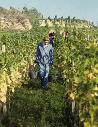 Bild: Ökologische Riesling-Weine online bestellen – größte Auswahl in Deutschland