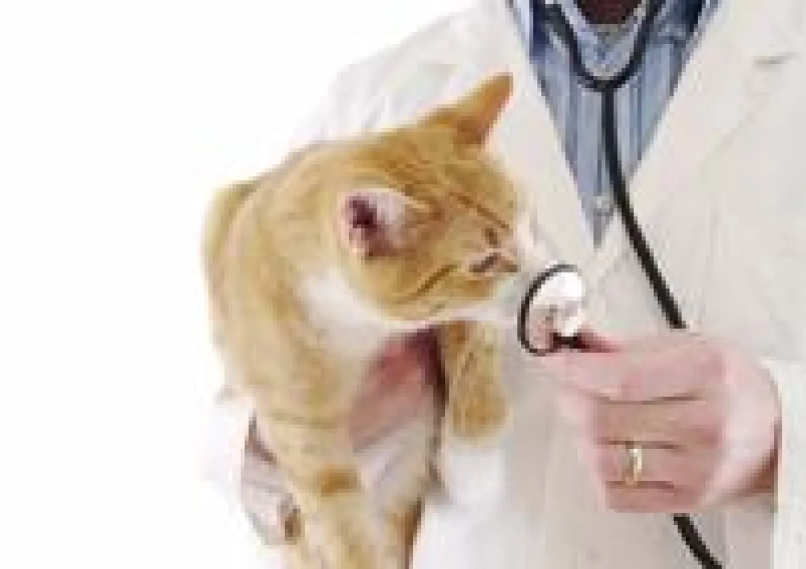 Ist die Katze gesund, freut sich der Hund: Virtuelle Tierklinik unter www.deine-tierwelt.de/tierklinik