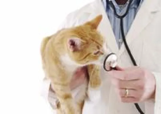 Bild: Online-Plattform für tierärztliches Know-How