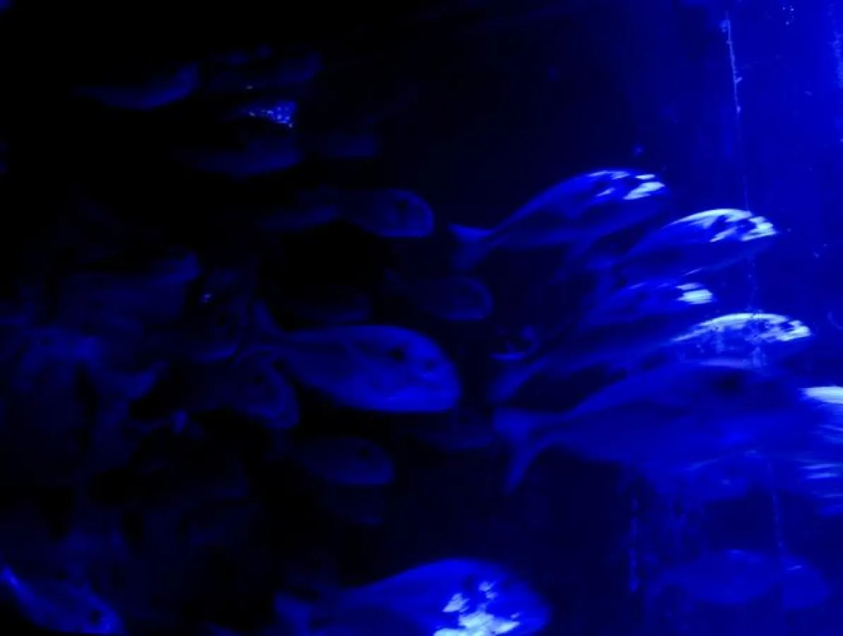 copyright Katja Muench