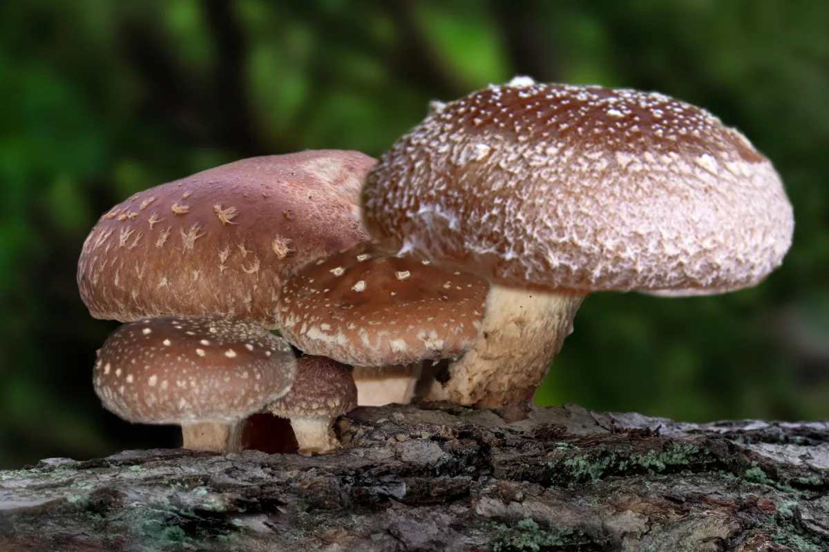 Shiitake - der König der Vitalpilze