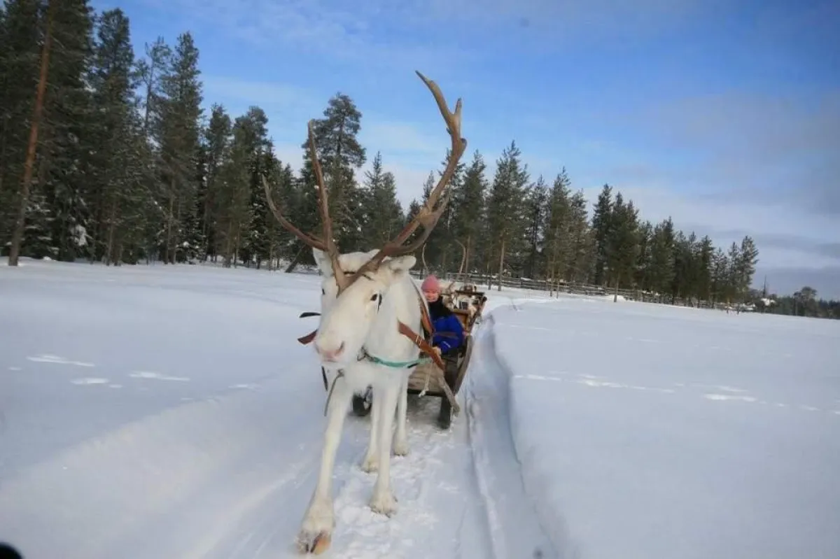 Schlittenfahrt durchs Winterwunderland