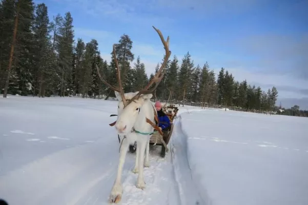 Bild: Rudolf das Rentier zu Gast auf der TourNatur in Düsseldorf