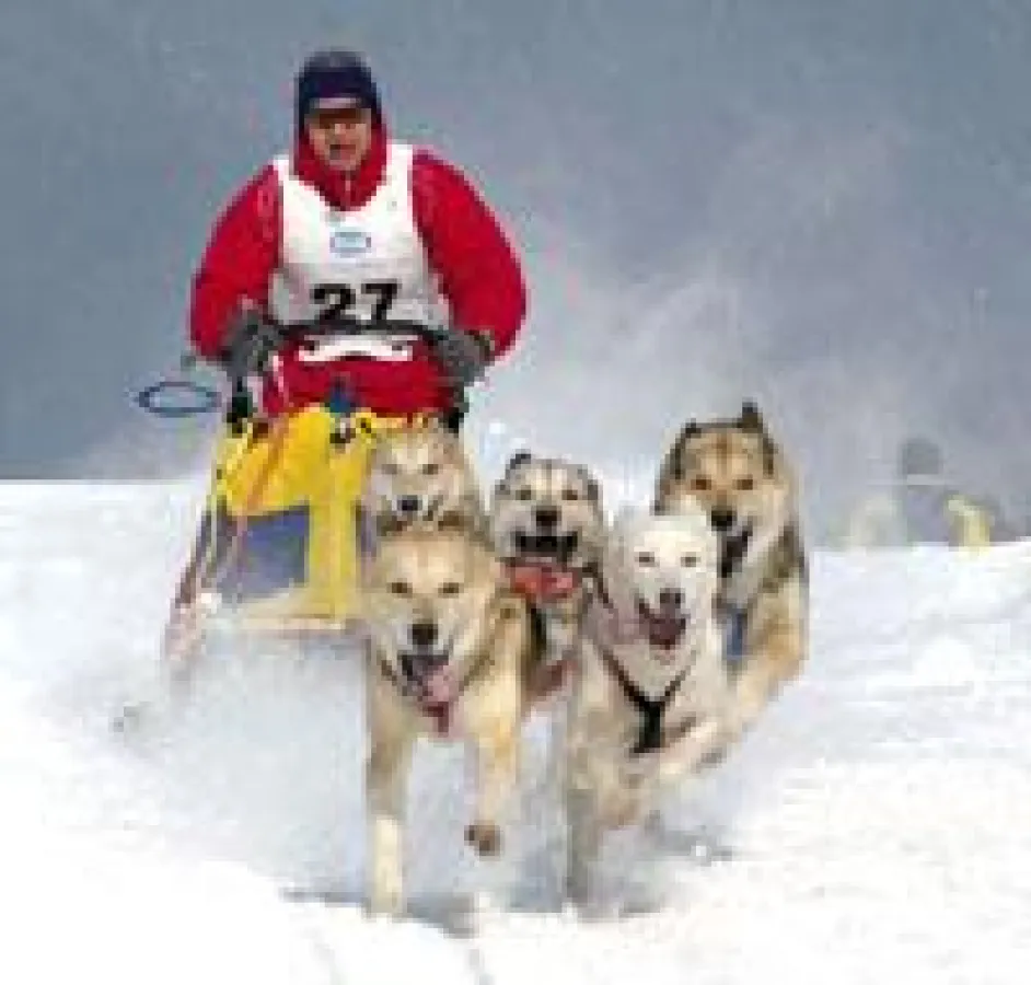 Huskys und ihre Musher brausen im Jänner durch das tiefverschneite Pillerseetal