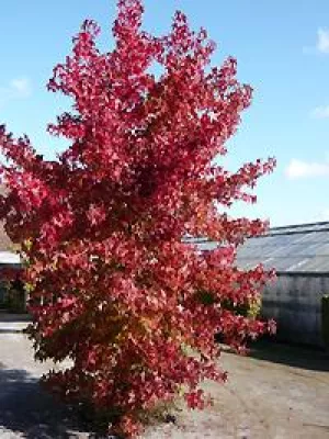 Bild: Indian Summer für deutsche Gärten - Laub-Gehölze mit toller Verfärbung im Herbst