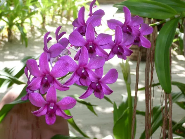 Orchideen-Pracht auf den Malediven „made in Kanuhura“: 15.000 Blumen und eigener Gärtner Bild: Orchideen-Pracht auf den Malediven „made in Kanuhura“: 15.000 Blumen und eigener Gärtner