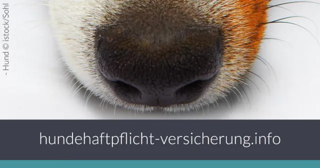 Relaunch von Hundehaftpflicht-versicherung.info – Hundehaftpflicht für alle Bild: Relaunch von Hundehaftpflicht-versicherung.info – Hundehaftpflicht für alle