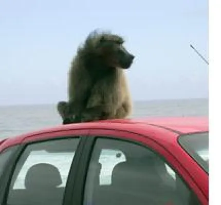 Bild: „John Wayne“ ist wieder unterwegs