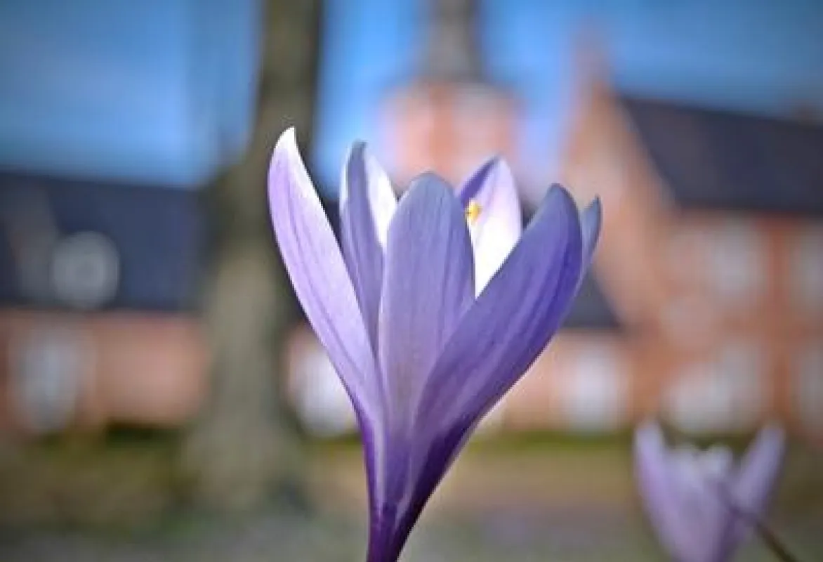 Krokusblüte