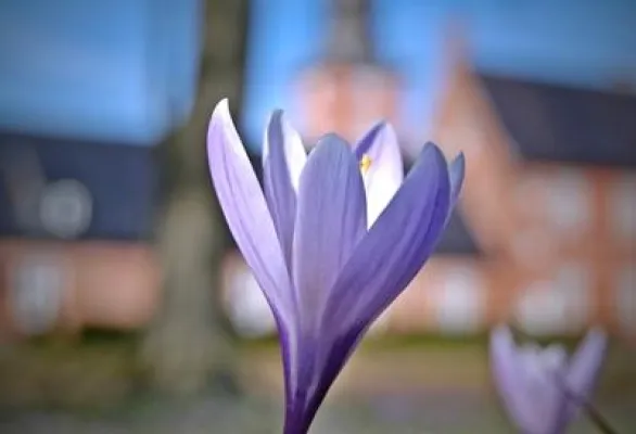 Bild: Frühlingsboten im Biohotel Miramar in Tönning