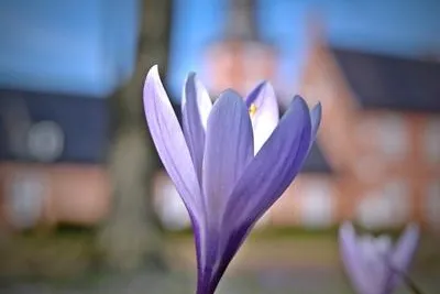 Frühlingsboten im Biohotel Miramar in Tönning Bild: Frühlingsboten im Biohotel Miramar in Tönning
