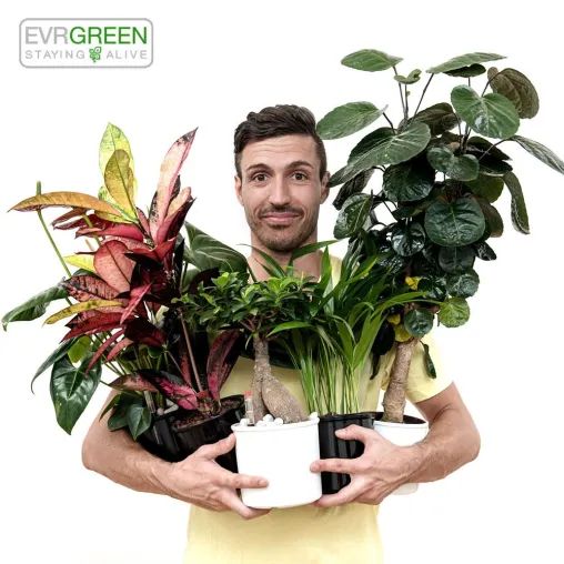 Bild: EVRGREEN.de sieht Büropflanzen als Leistungstreiber für Unternehmen