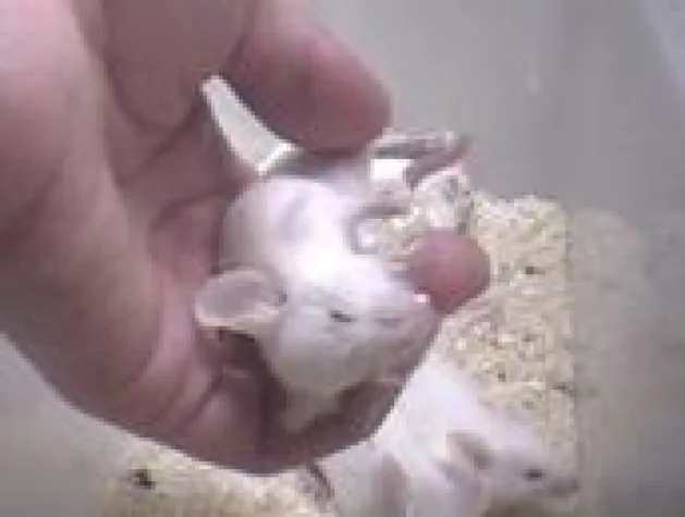 Bild: EU-weiter Aktionstag gegen Botox-Hersteller Eisai