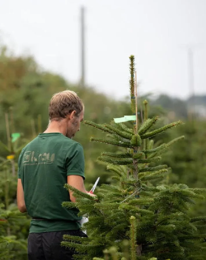 Weihnachtsbaum kaufen