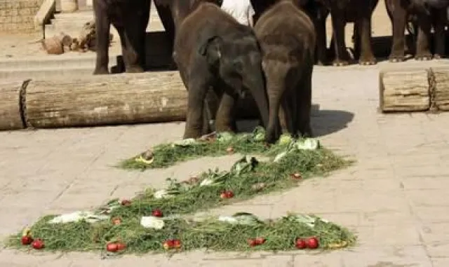 Bild: Elefanten-Einmaleins im Erlebnis-Zoo Hannover