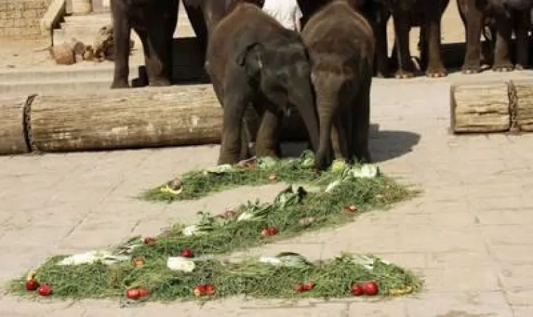Elefanten-Einmaleins im Erlebnis-Zoo Hannover Bild: Elefanten-Einmaleins im Erlebnis-Zoo Hannover