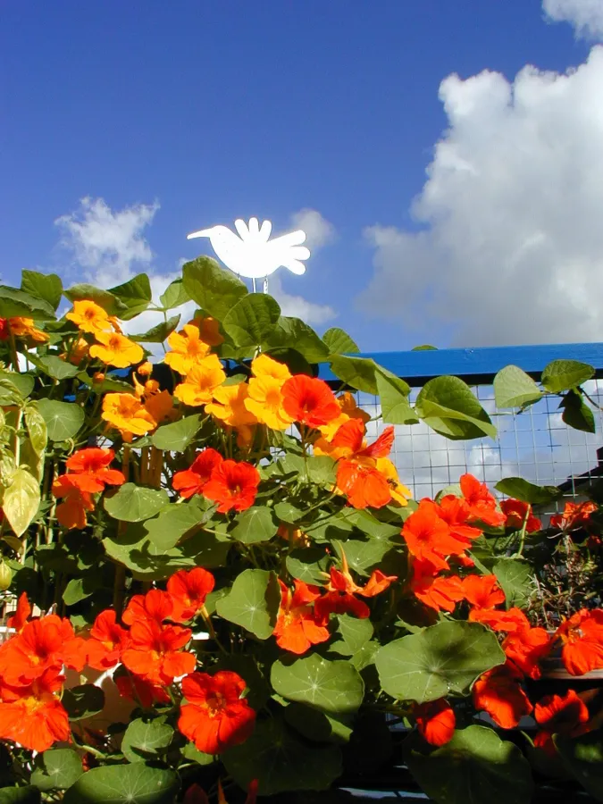 Mit knalligen Farben in die Balkonsaison