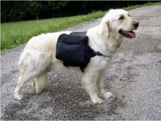 Bild: Dieser Paketbote schlägt Mensch und Maschine