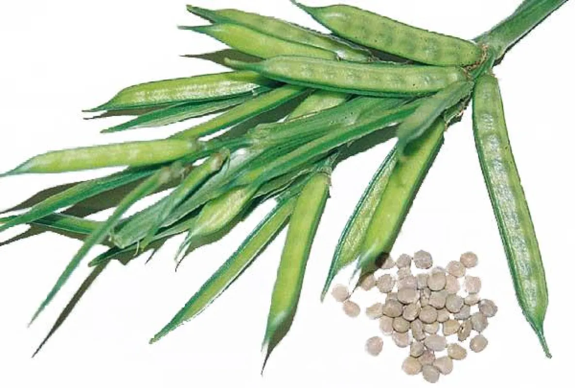 Cholesterinsenker Guar-Granulat