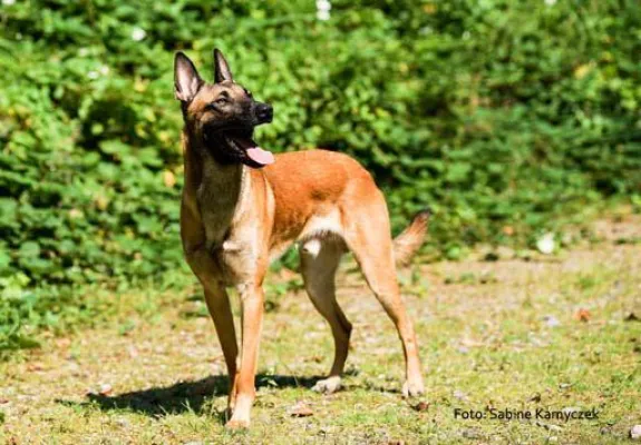 Bild: Malinois in Not – Spürnasen suchen neues „Rudel“/ Initiative aus Essen vermittelt Belgische Schäferhunde