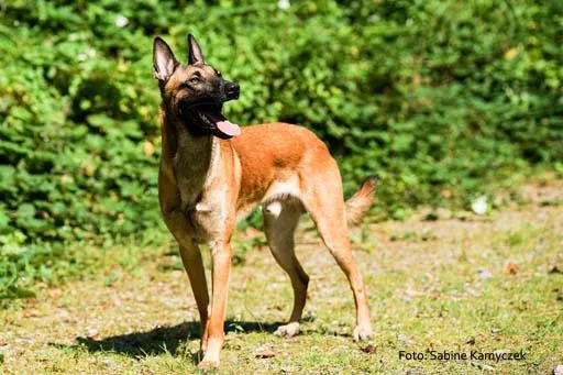 Bild: Malinois in Not – Spürnasen suchen neues „Rudel“/ Initiative aus Essen vermittelt Belgische Schäferhunde