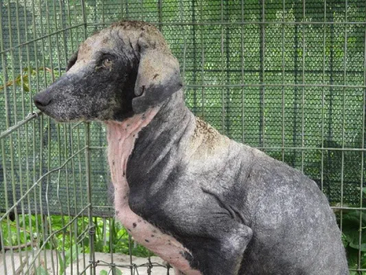 Bild: Spendenaufruf für den Straßenhund Nadie, ROLDA Germany e.V. erbittet Hilfe