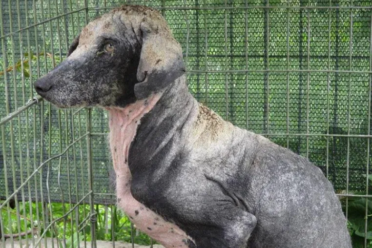 Bild: Spendenaufruf für den Straßenhund Nadie, ROLDA Germany e.V. erbittet Hilfe