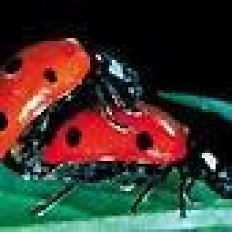 Bild: Singlebörsenvergleich rät zur Vorsicht