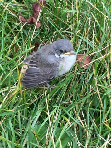 Bild: Usutu virus is back – not only in blackbirds but also in humans