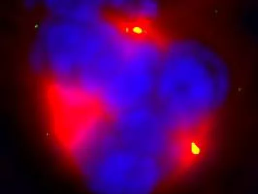 Cancer Drug Stimulates Tripolar Mode of Mitosis Bild: Cancer Drug Stimulates Tripolar Mode of Mitosis