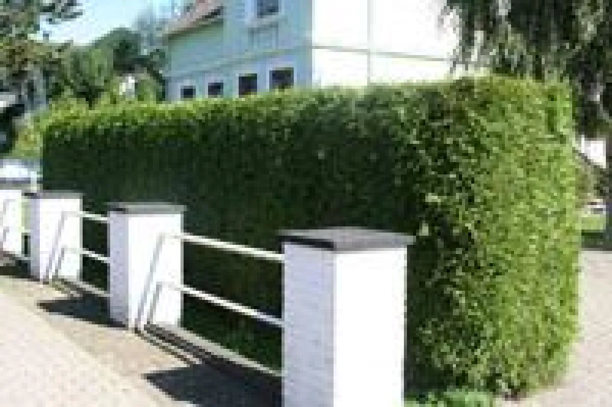 Thuja-Hecke