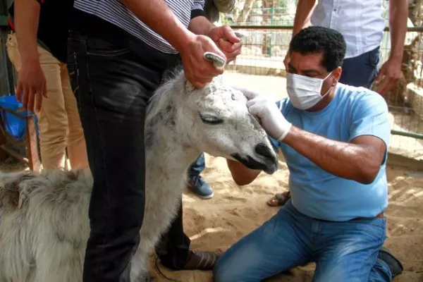 Bild: VIER PFOTEN im „schlimmsten Zoo der Welt“: Nothilfe-Team versorgt Wildtiere im Khan Younis-Zoo im Gazastreifen