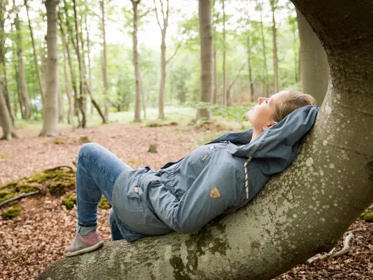 Bild: Dr. Wald macht gesund: Therapie und Prävention im Wald lernen