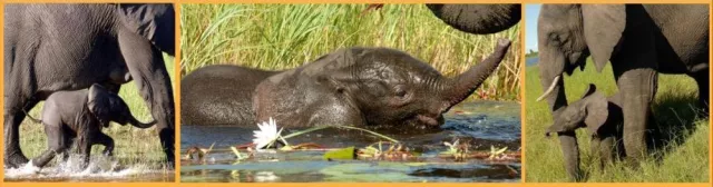 Bild: So alt wie ein afrikanischer Elefant - 25 Jahre Erfolg im sanften Tourismus -