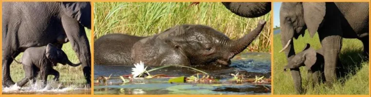 So alt wie ein afrikanischer Elefant - 25 Jahre Erfolg im sanften Tourismus - Bild: So alt wie ein afrikanischer Elefant - 25 Jahre Erfolg im sanften Tourismus -